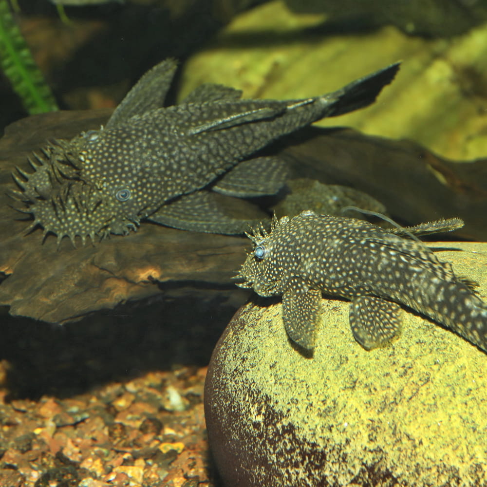 pronovo pleco xl 3.jpg